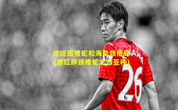 虎斑颈槽蛇和海勒颈槽蛇(原红脖颈槽蛇北方亚种)